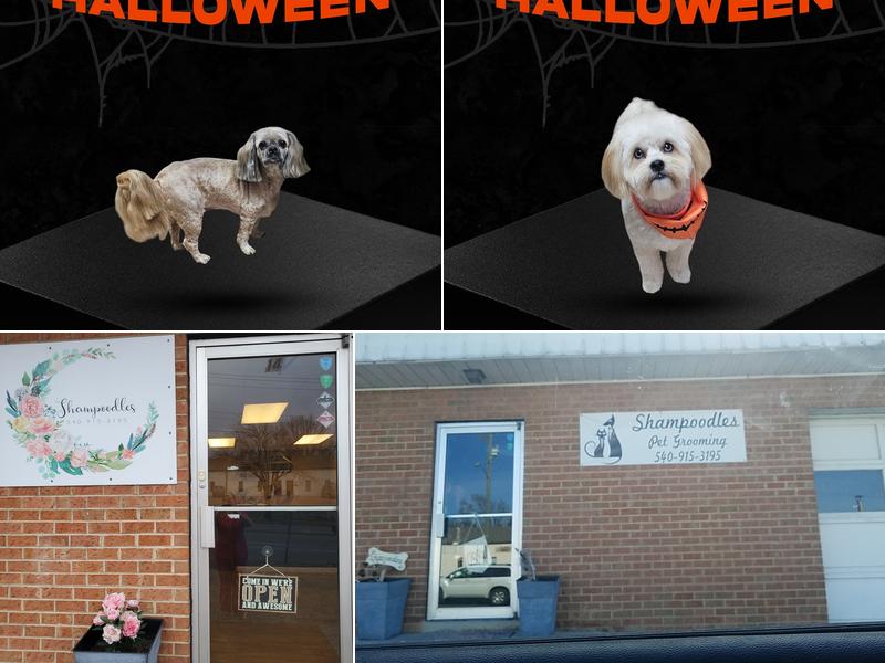 Shampoodles Dog Grooming