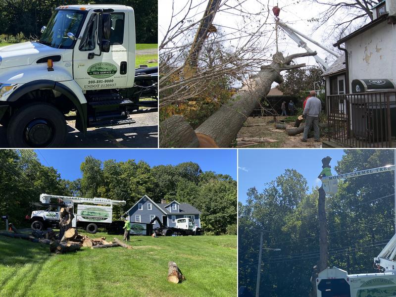 Mount Carmel Tree Service