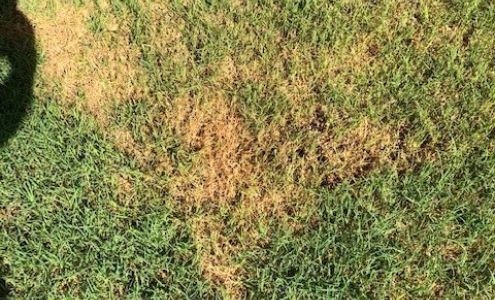 Massey Services GreenUP Lawn Care Service