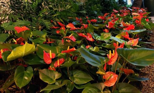 Landscape Hawaii, Inc. 2621 Waiwai Loop, Honolulu Hawaii 96819