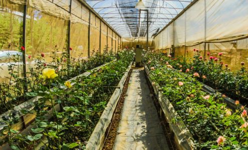 HNL Landscaping Pros