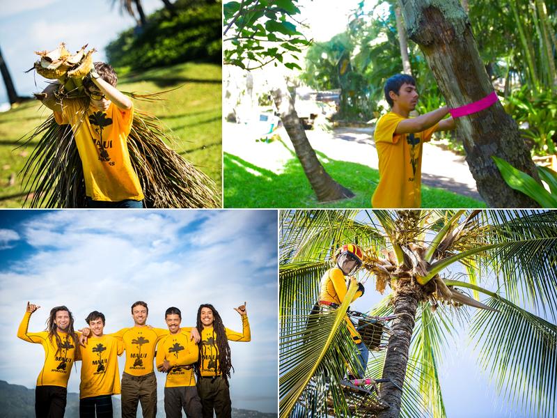 MAUI SPIKELESS Palm Trimming Professionals