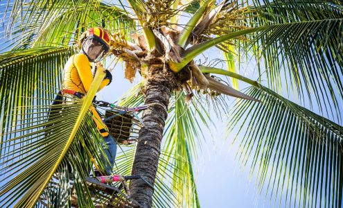 Maui Palm Trimming 1300 Haiku Rd, Haiku Hawaii 96708