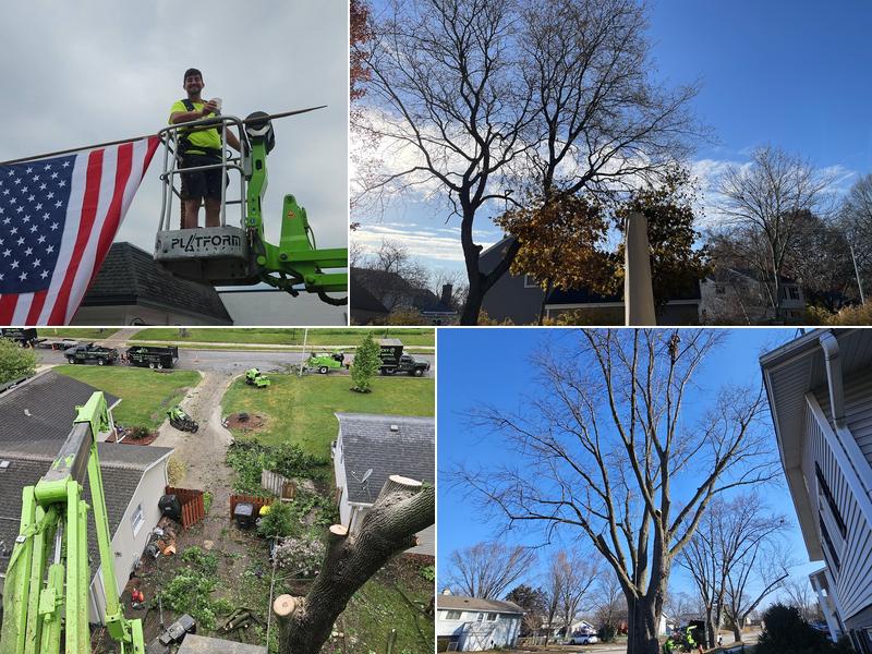 Lucky 7 Tree Service