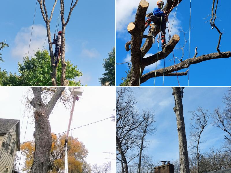 Alvarez Tree Experts