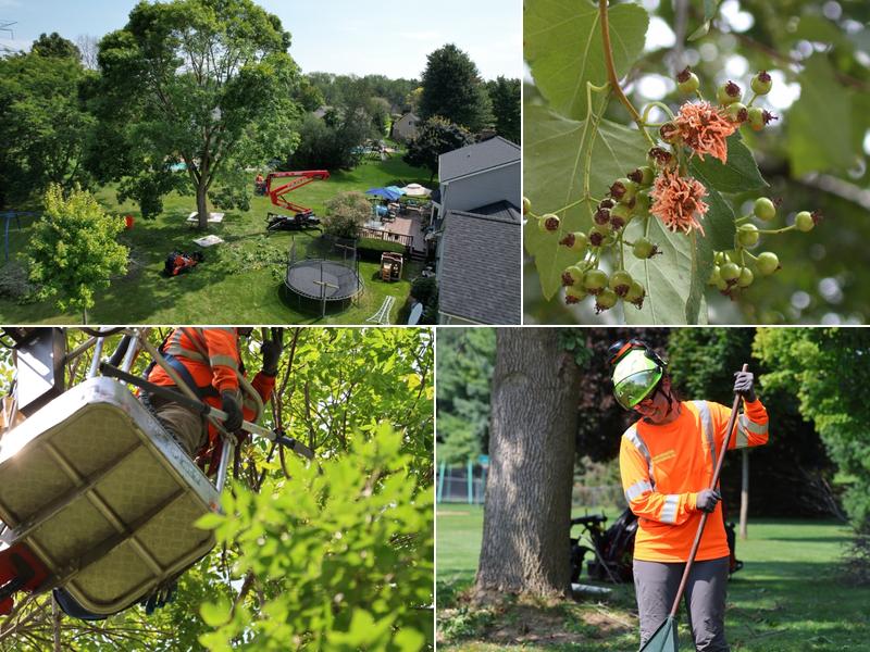 Emerald Tree Care LLC