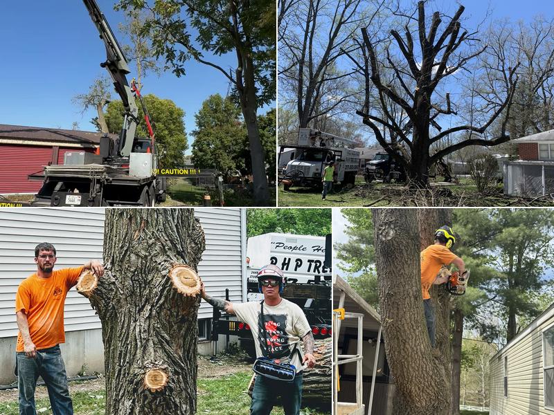 PHP Tree Service