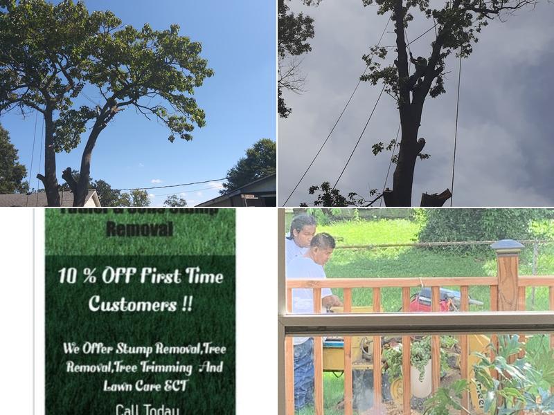 Father & Sons Tree Stump Removal