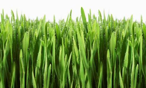 Four Seasons Lawn Care