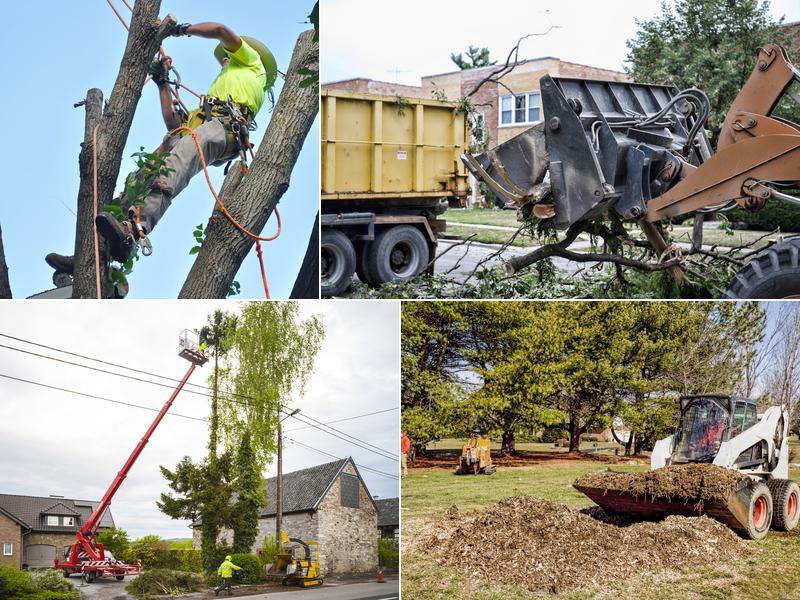 Mike's Tree Service LLC