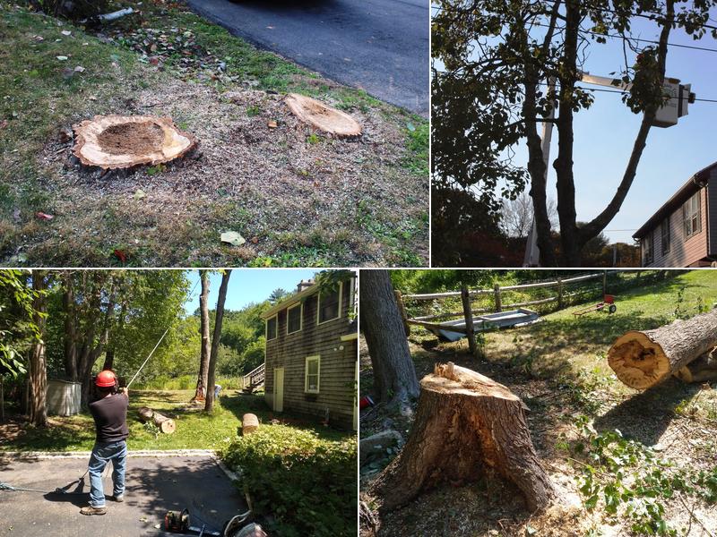 Markham Tree Service