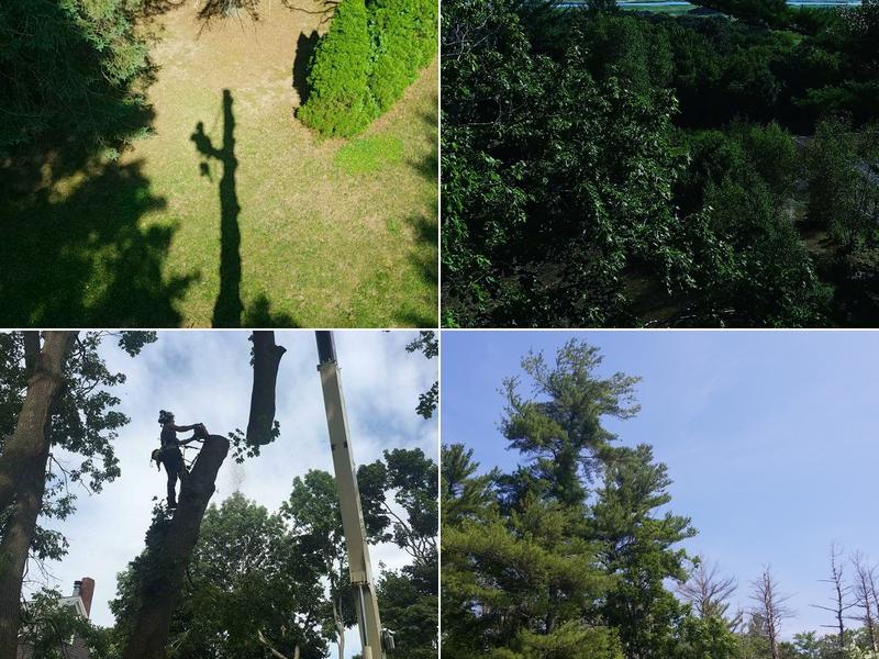 ALL DAY TREE SERVICE (CB Tree)