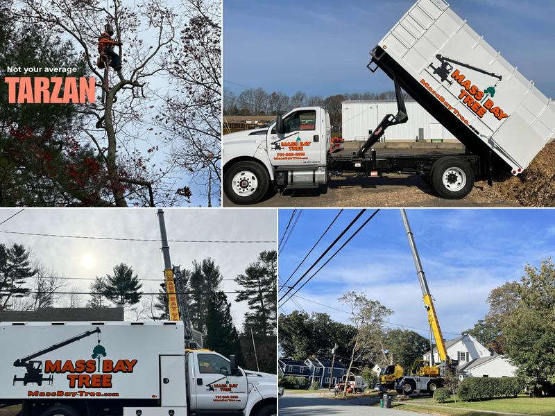 Mass Bay Tree Service Inc