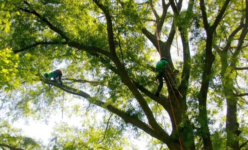 A Cut Above Tree Services 1681 Ordway Rd, Gaylord Michigan 49735