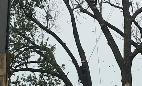 Al & Jim's Tree Services 3647 Backus Dr, Harbor Springs Michigan 49740