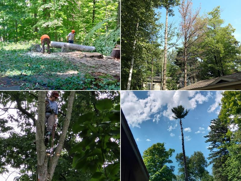 Northern Tree Experts