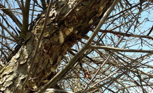 Classic Lawn Care Inc