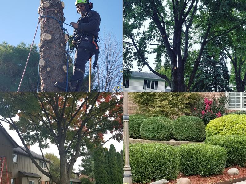Limbwalker Tree Service LLC
