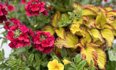 Sherwood Nursery & Greenhouse Washington