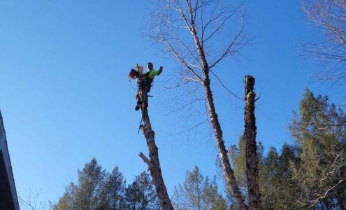 Cosmic Clover Tree Service & more... 9823 Woodland Ln, Newaygo Michigan 49337