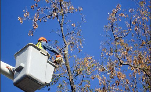 Ada Tree Service 7195 Thornapple River Dr SE, Ada Michigan 49301