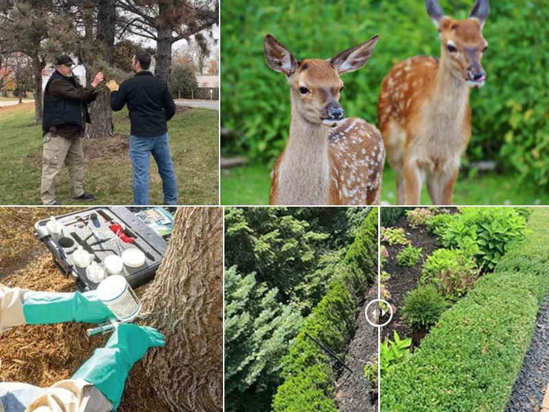 Contender's Tree & Lawn Specialists