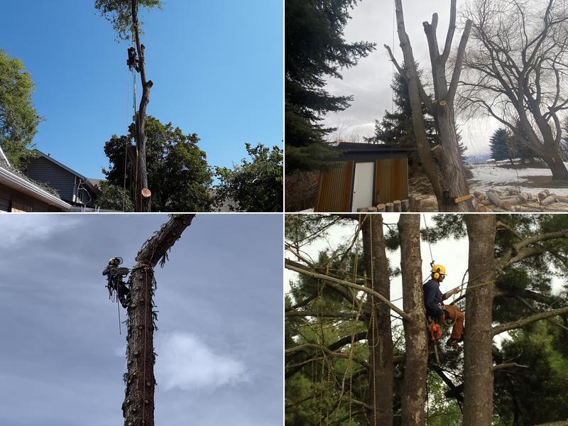 Braveheart tree care