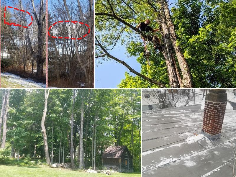 Travy's Tree service