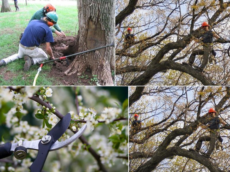 Tamke Tree Experts Inc.