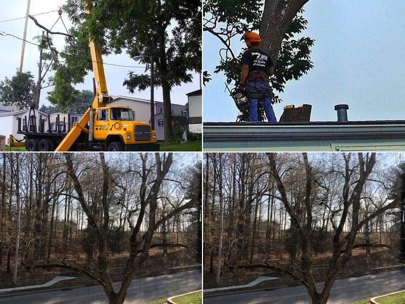 Sharp Cut Tree Care