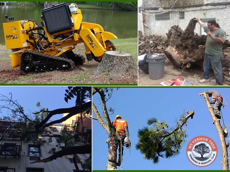 Mt. Vernon Tree Trimming & Removal