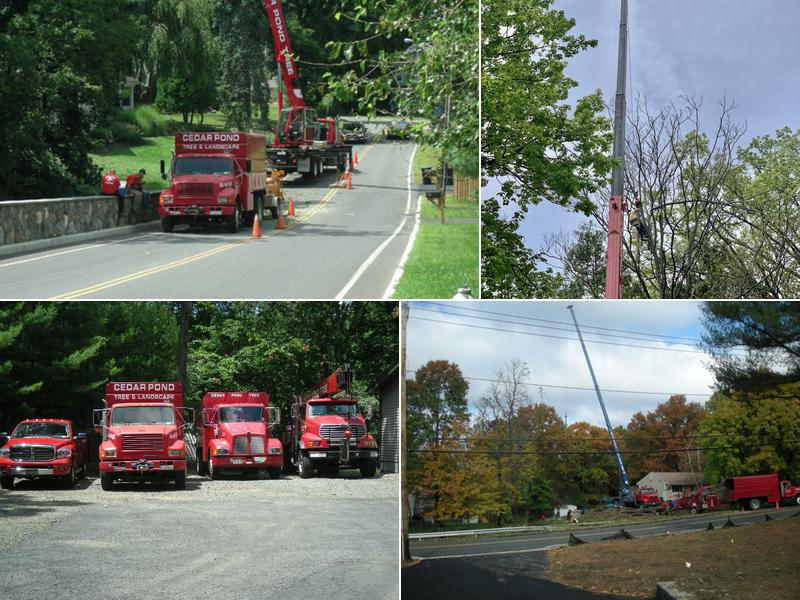 Cedar Pond Tree and Crane Service