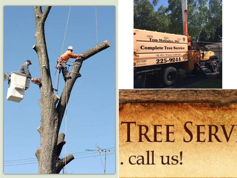 Tom MaGuire Tree Service