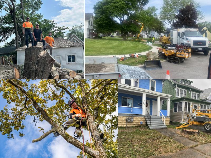 Buffalo Tree Service