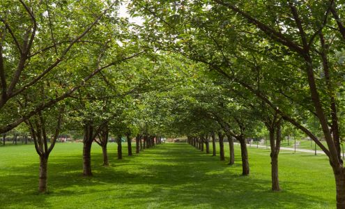 Treetola's Arbor Care Hampton Bays