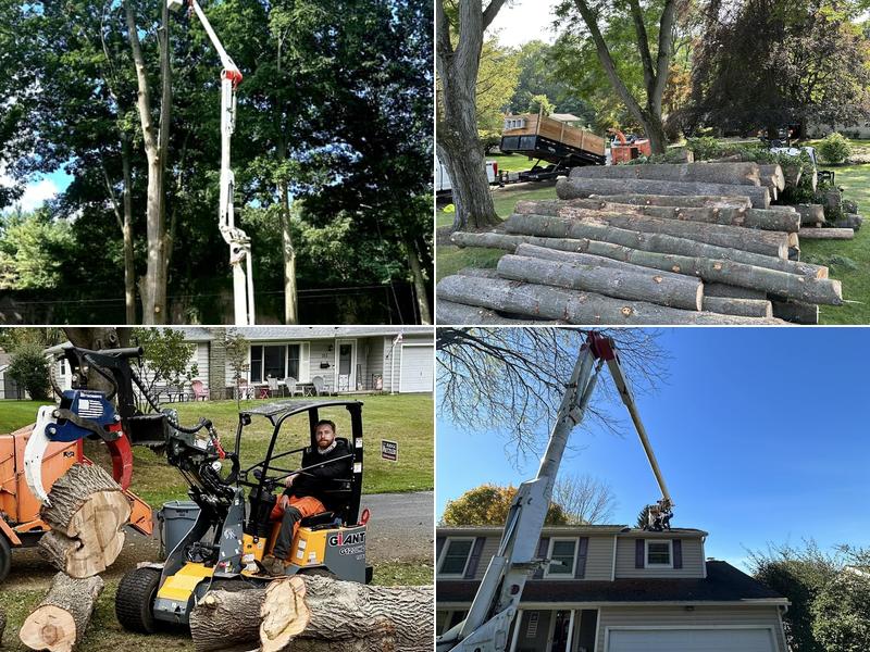 Spartan Tree and Landscape