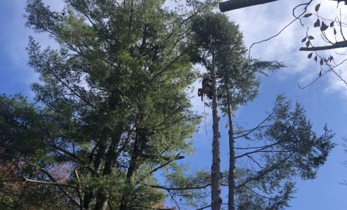 Top Branch Tree Service