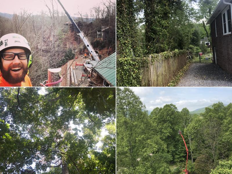 Heartwood Tree Service Asheville NC