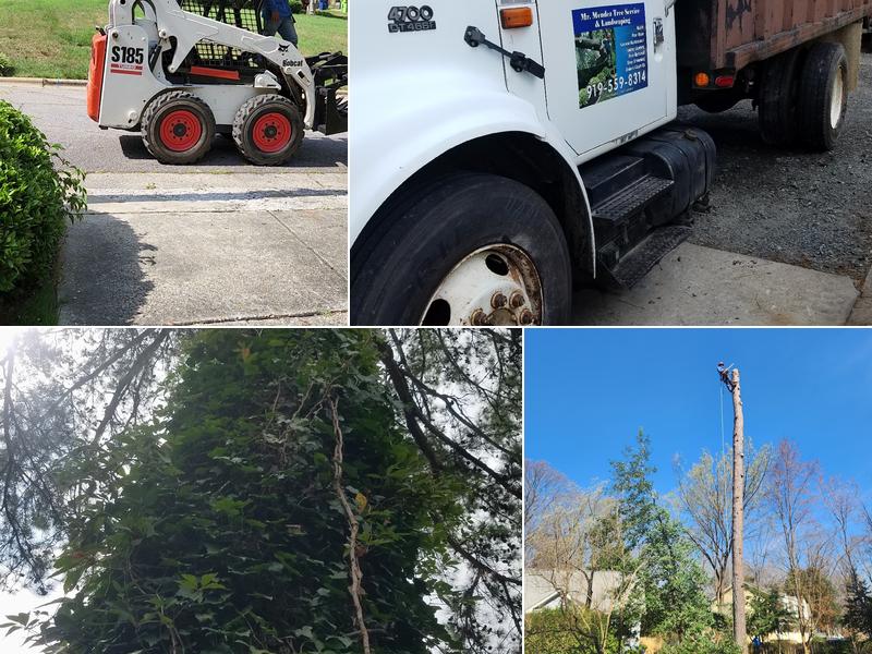 Mr. Mendez tree Service