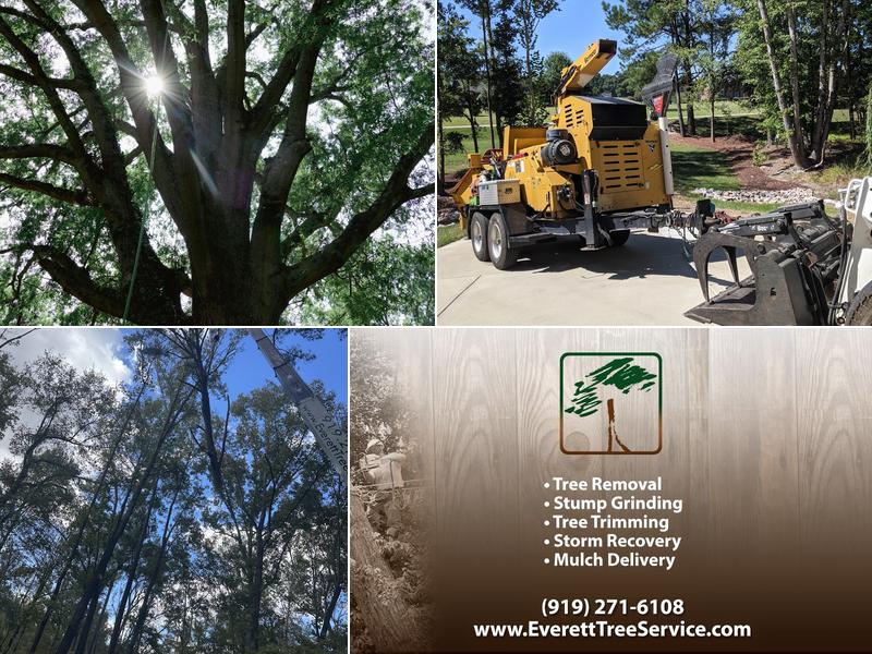 Everett Tree Service