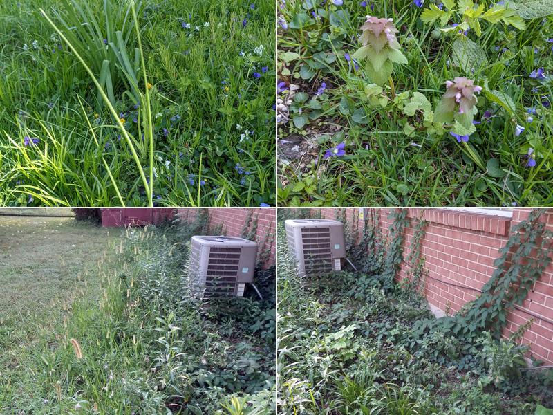 LawnStarter Lawn Care Service