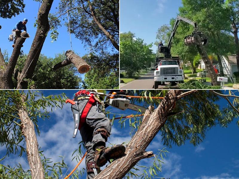 Oklahoma Tree Service