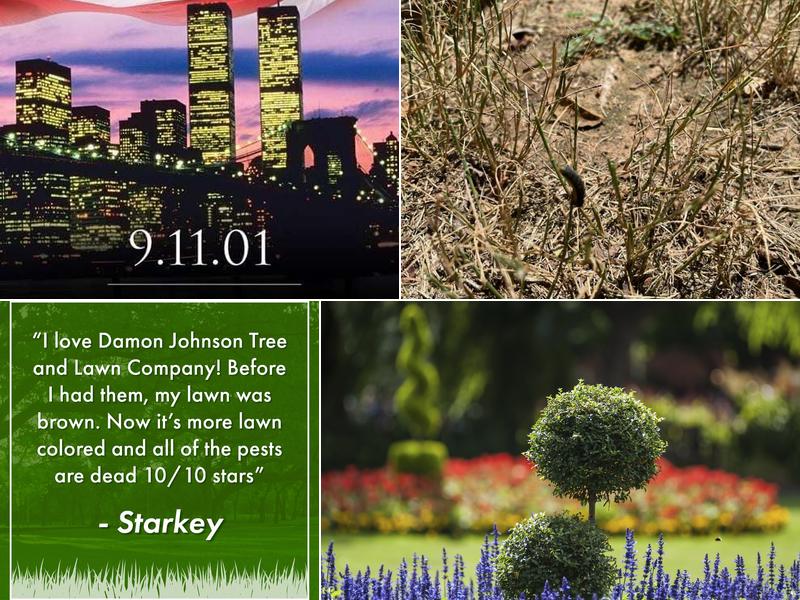 Damon Johnson Tree & Lawn Company