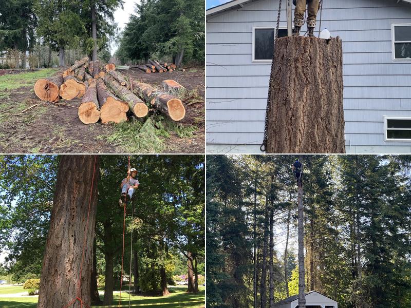 Mountain View Tree Removal