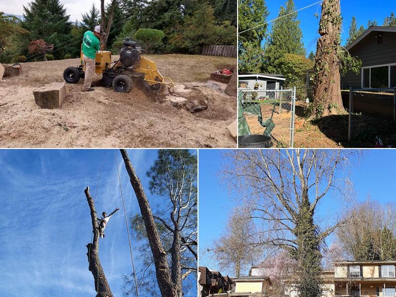 Forest Tree Service LLC