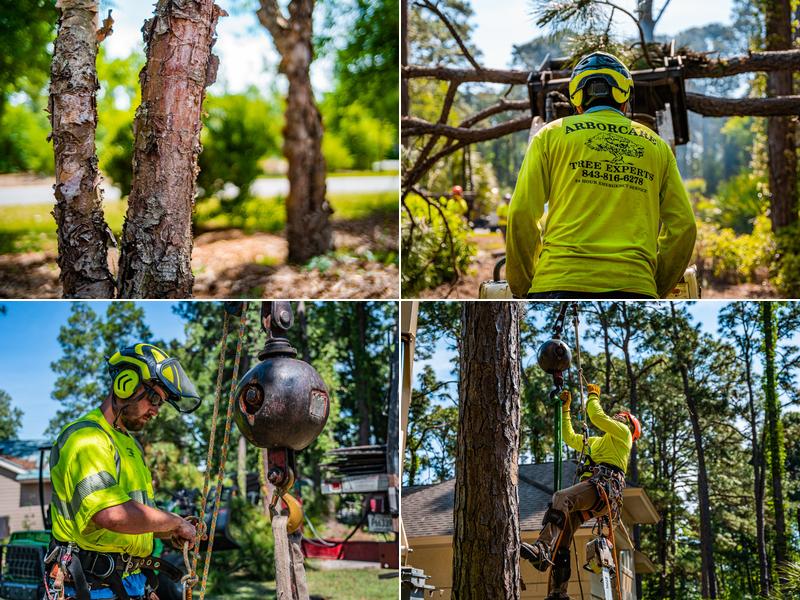 Arborcare Tree Experts