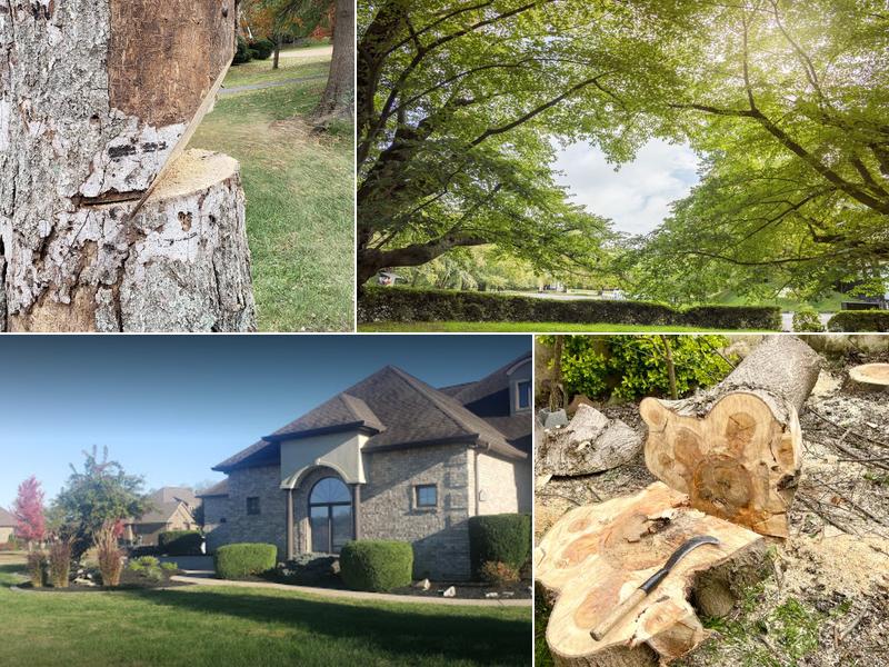 Love it Landscaping and Tree