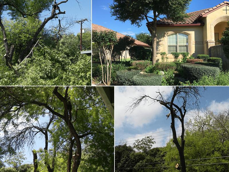 Almanza Tree Trimming Service & More