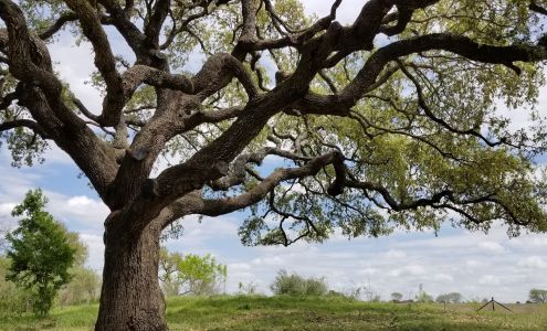 Oak Valley Tree Service 14203 Cork Tree Ct, San Antonio Texas 78247