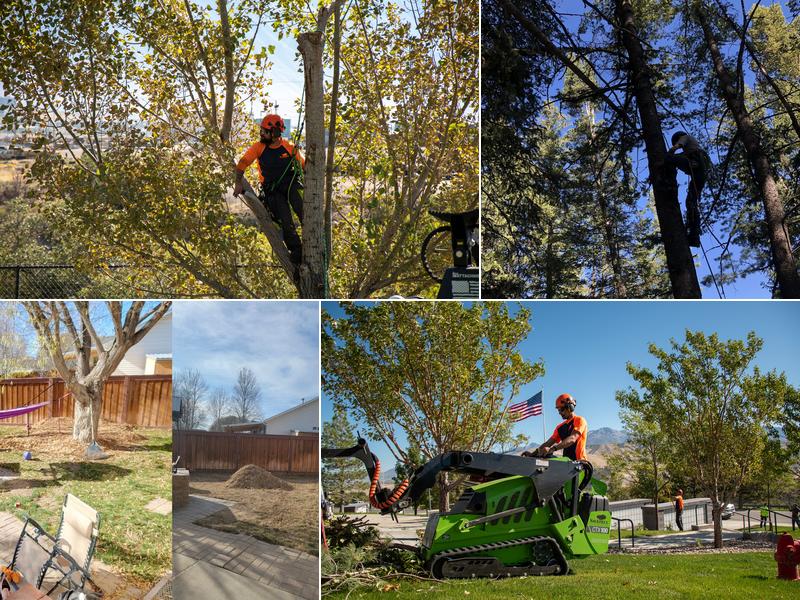 Utah Tree Works - SavATree